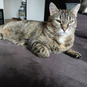 Adopter Tupi