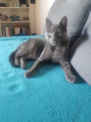 Adopter Tweety