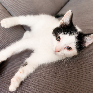 Adopter Twister