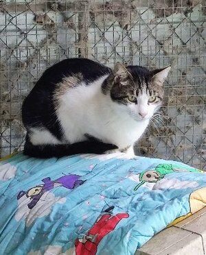 Adopter Twix