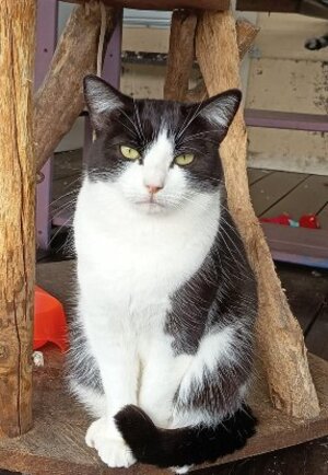 Adopter Uby
