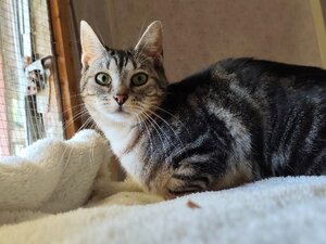 Adopter Uistiti