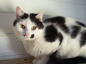Adopter Ulimero