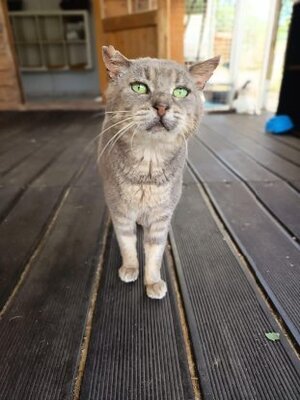 Adopter Unnick noah