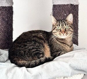 Adopter Uno