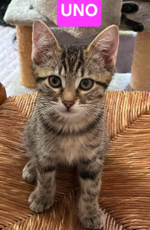 Adopter Uno / due / tre / quattro / cinque
