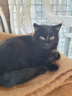 Adopter Util