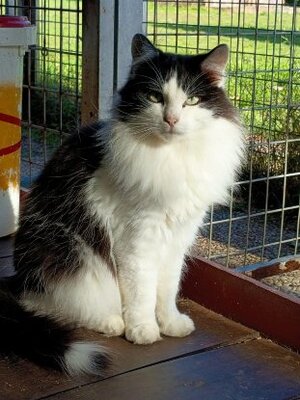 Adopter Uvocat