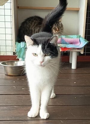 Adopter Uzès