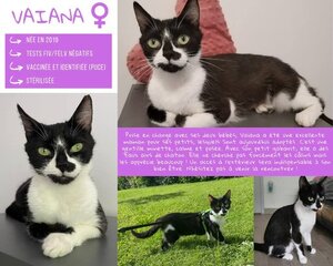 Adopter Vaiana