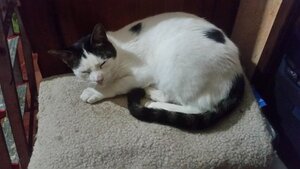 Adopter Valentin