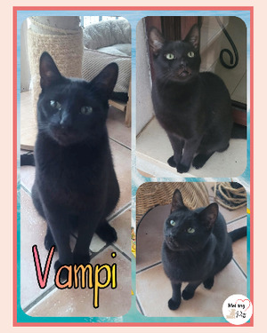 Adopter Vampi