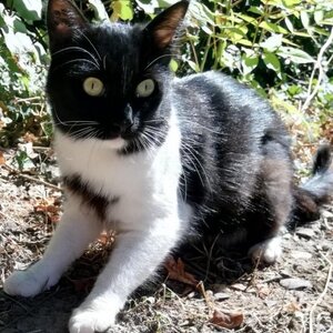 Adopter Vanille