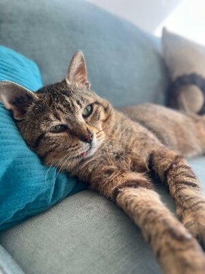 Adopter Vasco