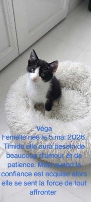 Adopter Vega