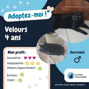 Adopter Velours