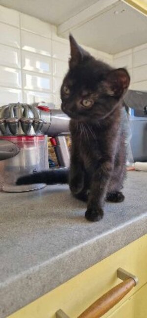 Adopter Velours