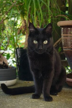Adopter Venus