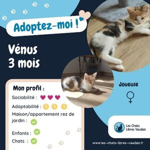 Adopter Venus