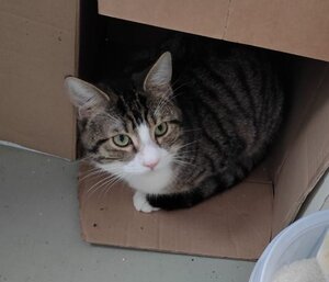 Adopter Vermeil