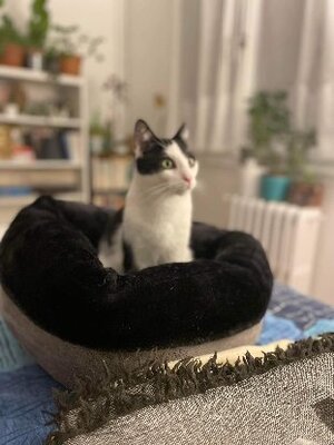Adopter Vezemir
