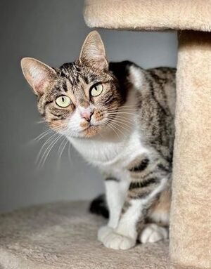 Adopter Victoria