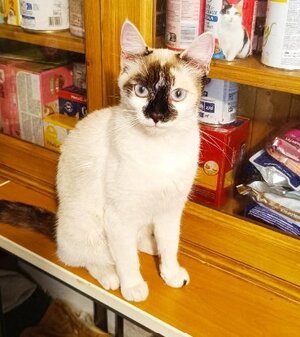 Adopter Violette