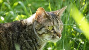 Adopter Vitamine