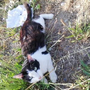 Adopter Viva