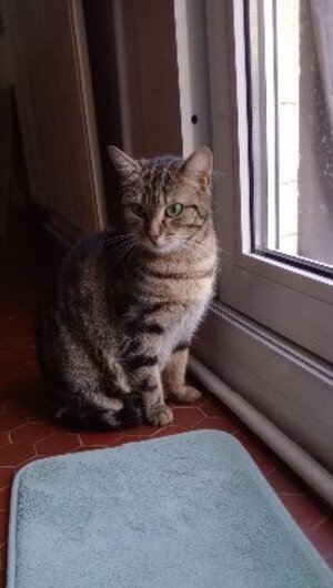 Adopter Volgane