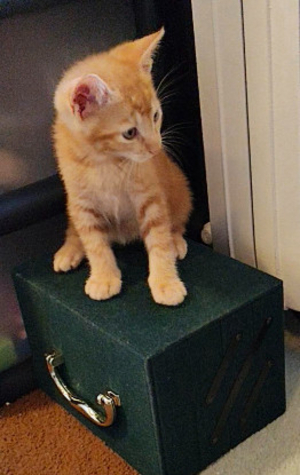 Adopter Voltaire