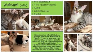 Adopter Wakumi