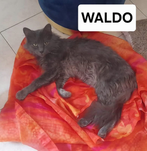 Adopter Waldo