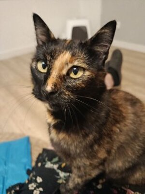 Adopter Wallie