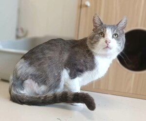 Adopter Wanted