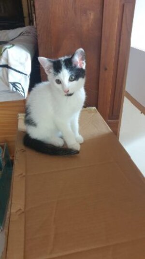 Adopter Wapy