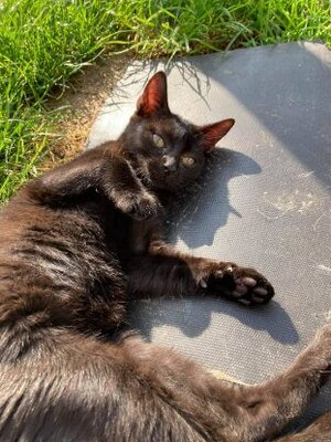 Adopter Widow