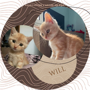 Adopter Will
