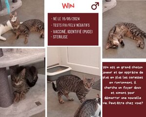 Adopter Win