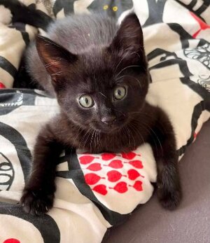 Adopter Winnie
