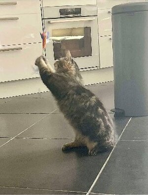 Adopter Wizzy