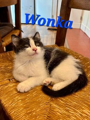 Adopter Wonka