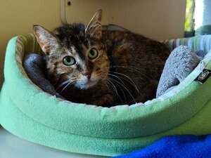 Adopter Yanma