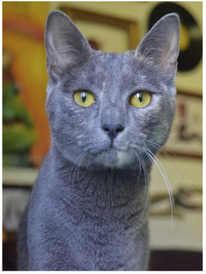 Adopter Yara