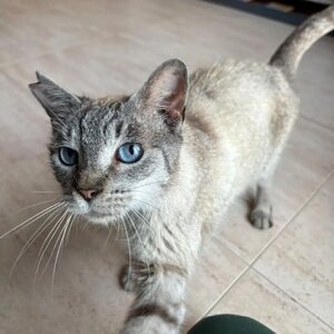 Adopter Yaya