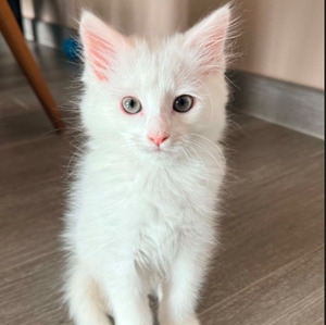 Adopter Yeti