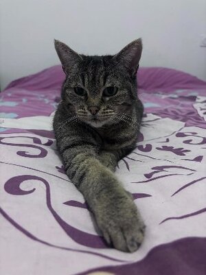 Adopter Yoda