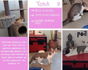 Adopter Yoka