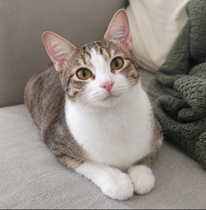 Adopter Youna