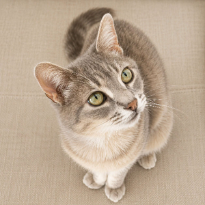 Adopter Ysis